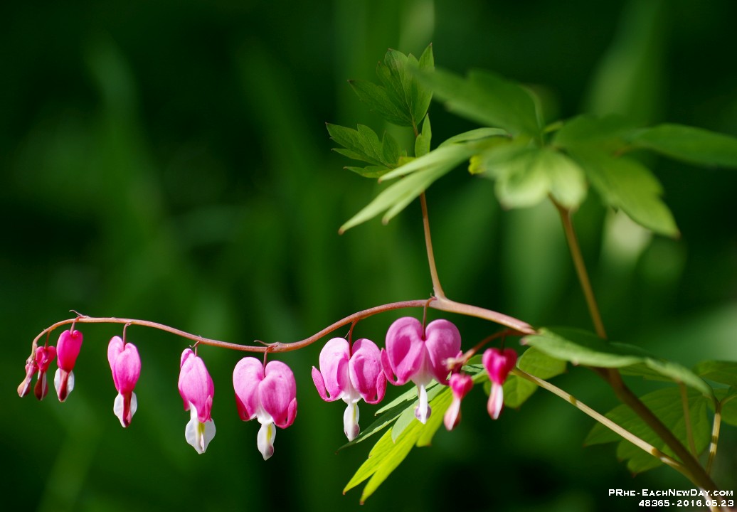 48365CrLe - Bleeding Heart